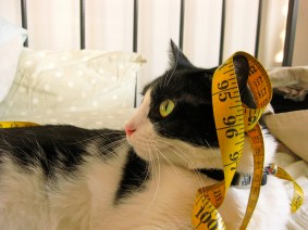 Tape Measure on a Cat [CC]