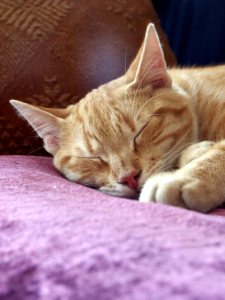 Cat sleeping on a pillow [CC]