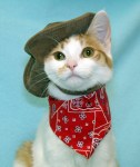 Cat - Cowboy Kitty Portrait (CC)