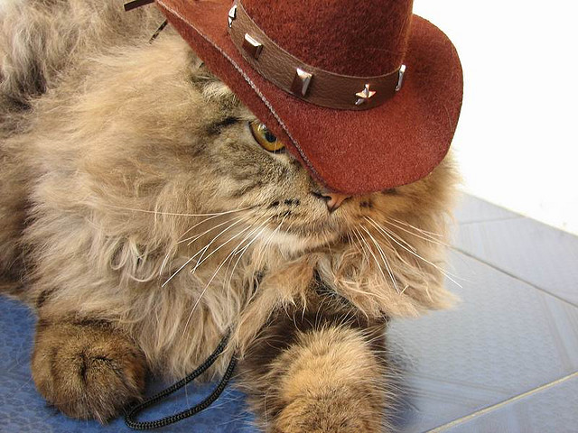 Cat - Cowboy Kitty Outlaw (CC)