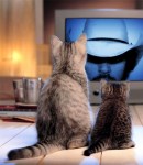 Cat - Watching a TV Western (CC)