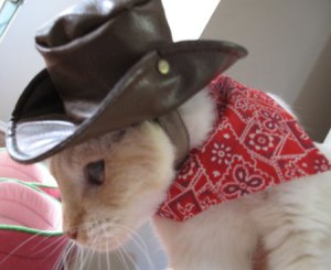 Cowboy Cat (CC)