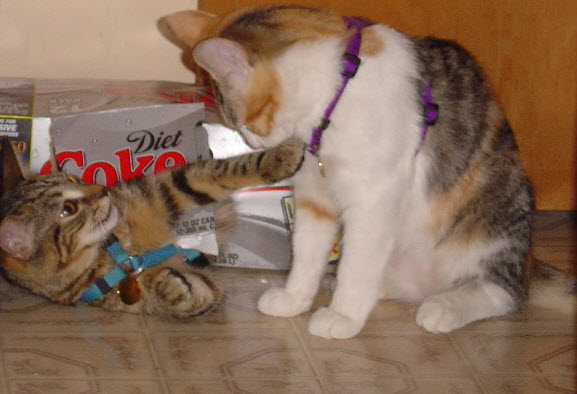 Cat loves diet coke (CC)