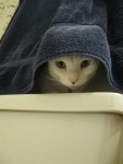 Cat Hiding Under Towel (CC)