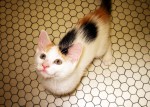 Cat on Tile Floor Looking Up (CC)