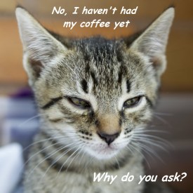 Not a morning cat ©2011