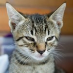 Cat Grumpy Kitty 02 (CC)