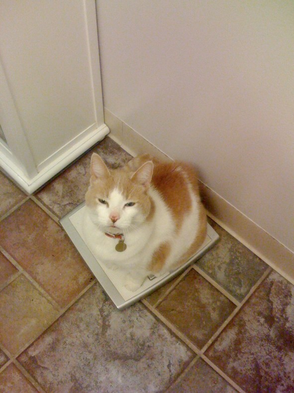 Cat on a Scale (CC)