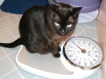 Cat on Bathroom Scale (CC)