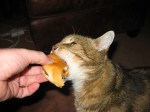 Cat Taking Bite of a Burger (CC)