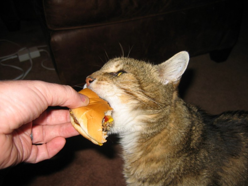 Cat Taking Bite of a Burger (CC)