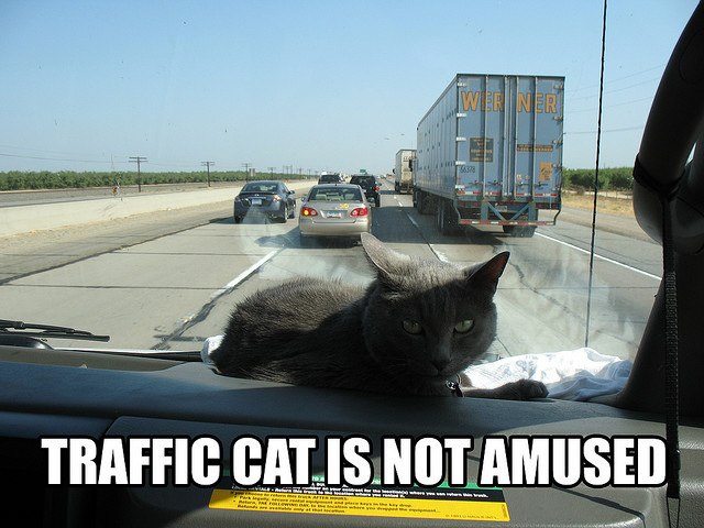 Traffic Cat is not amused (CC)