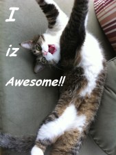 I iz Awesome ©2011