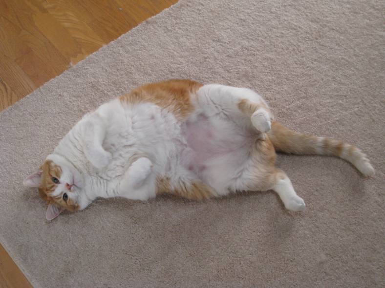 Fat Cat (CC)