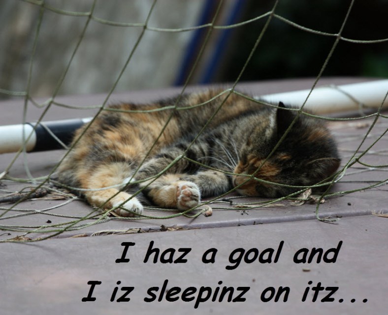 Cat sleeping in the net of a socer goal with caption that reads "I haz a goal and I iz sleepinz on itz."