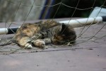 Cat Sleeping in a Soccer Goal Net (CC)