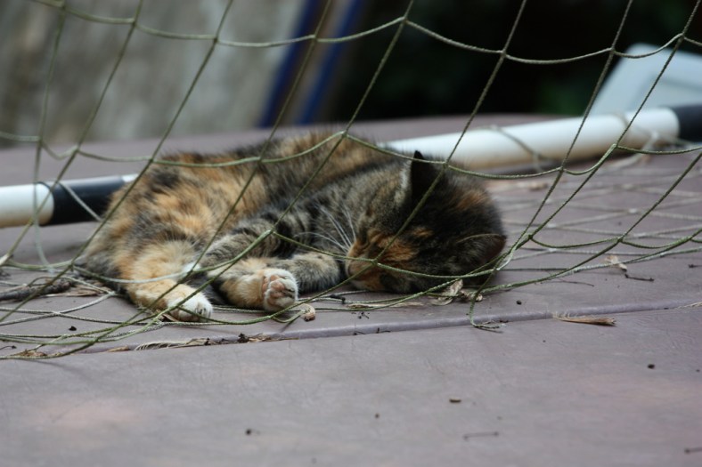 Cat Sleeping in a Soccer Goal Net (CC)