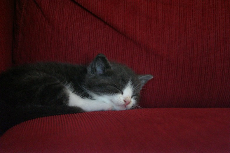 Cat Sleepy Kitty (CC)