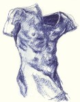 Male Torso - Drawing (CC)