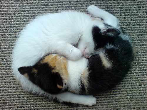 Yin Yang-Cats (CC)