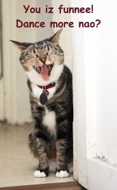 You iz funnee!  Dance more nao? ©2012
