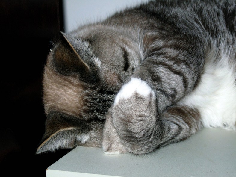 Cat Hiding Face (CC)