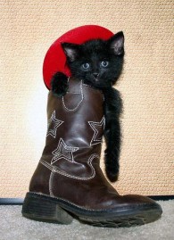 Itty Bitty Cowboy Kitty in a Big Boot (CC)
