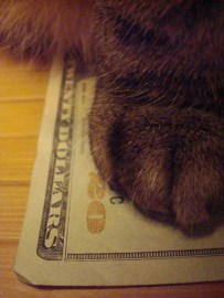 Cat - Cash Kitty - 20 Dollar Bill (CC)