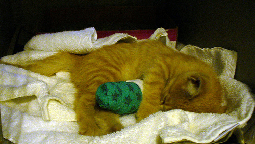 Cat Kitten in a Cast Sleeping (CC)