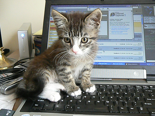 Cat - Kitten on a Laptop (CC)
