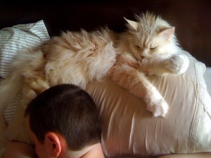 Cat Pillow Hog (CC)