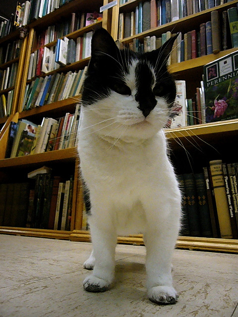 Cat in a Used Bookstore (CC)