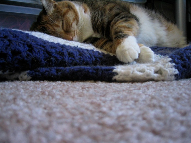 Fat Cat Sleepy Cat (CC)