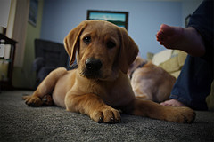 Puzzled Confused Puppy (CC)