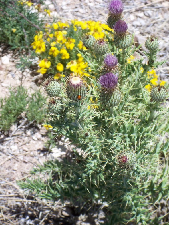 Flowers in Carlsbad Caverns National Park