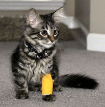 Poor Kitty has a boo boo