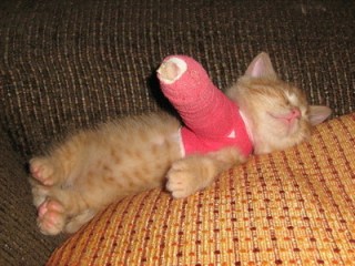 Kitten in a cast (CC)