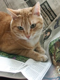 orange tabby cat on newspaper (CC)