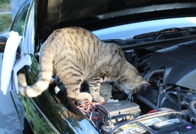 mechanic-kitty