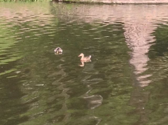 16. On the way back -- Ducks. Squeeee!