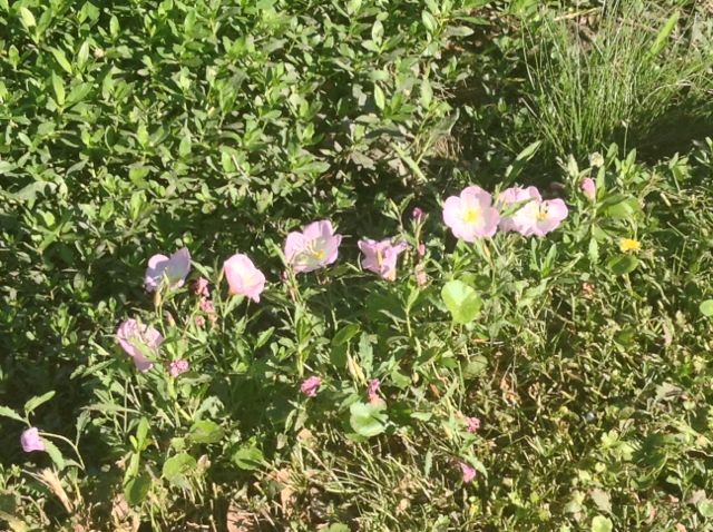 17. Pretty flowers! See - NOT exercising, just enjoying the park and the day.
