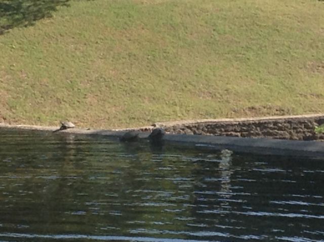 18. The reason the creek and the park are called "Turtle Creek"