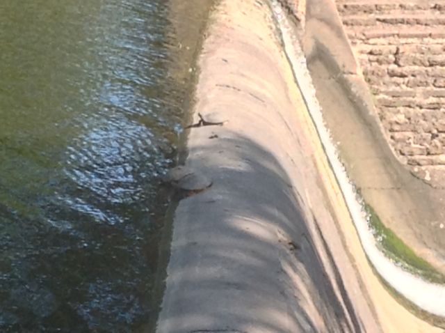 19. More namesakes sunning themselves on the damn that turns the creek into a lake so all the RICH folks upstream from this point can have FABULOUS views from their verandas.