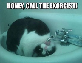 funny-cat-drinking-water