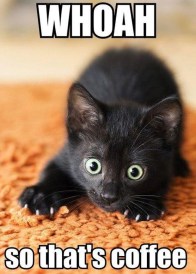 funny-black-cat-so-thats-coffee