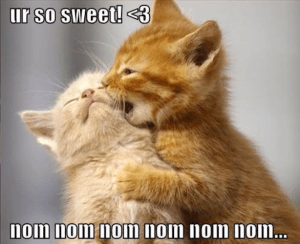 so sweet cats